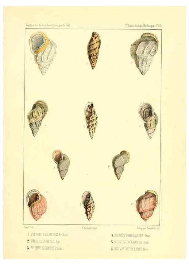 Reproducción/Reproduction 49813863003: Expédition dans les parties centrales de l'Amérique du Sud. Paris :Chez P. Bertrand,1850-1859.. 