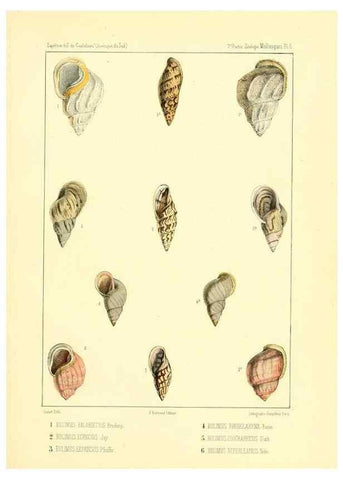 Reproducción/Reproduction 49813863003: Expédition dans les parties centrales de l'Amérique du Sud. Paris :Chez P. Bertrand,1850-1859.. 