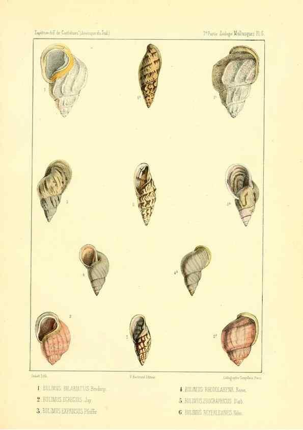 Reproducción/Reproduction 49813863003: Expédition dans les parties centrales de l'Amérique du Sud. Paris :Chez P. Bertrand,1850-1859.. 