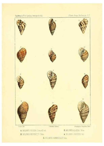 Reproducción/Reproduction 49814400546: Expédition dans les parties centrales de l'Amérique du Sud. Paris :Chez P. Bertrand,1850-1859.. 