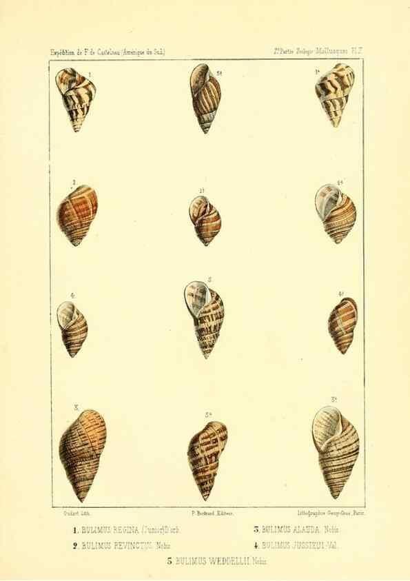 Reproducción/Reproduction 49814400546: Expédition dans les parties centrales de l'Amérique du Sud. Paris :Chez P. Bertrand,1850-1859.. 