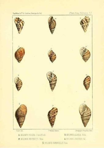 Reproducción/Reproduction 49814400546: Expédition dans les parties centrales de l'Amérique du Sud. Paris :Chez P. Bertrand,1850-1859.. 