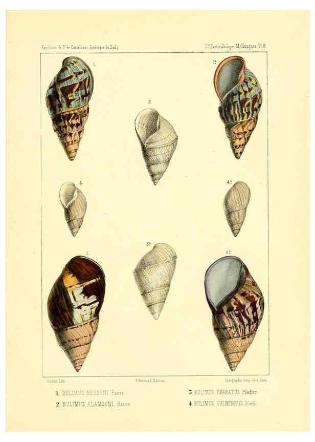 Reproducción/Reproduction 49814709897: Expédition dans les parties centrales de l'Amérique du Sud. Paris :Chez P. Bertrand,1850-1859.. 