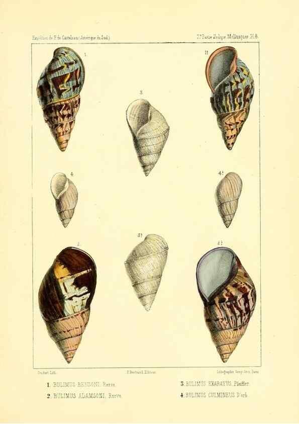 Reproducción/Reproduction 49814709897: Expédition dans les parties centrales de l'Amérique du Sud. Paris :Chez P. Bertrand,1850-1859.. 