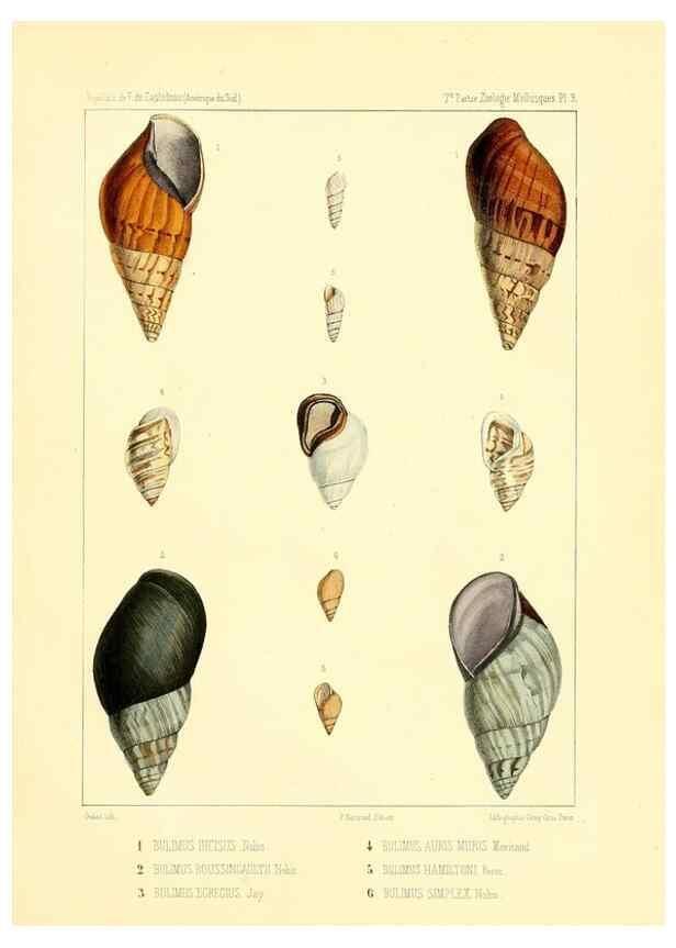 Reproducción/Reproduction 49813863858: Expédition dans les parties centrales de l'Amérique du Sud. Paris :Chez P. Bertrand,1850-1859.. 