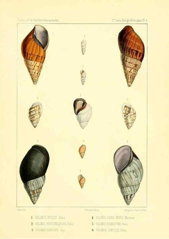 Reproducción/Reproduction 49813863858: Expédition dans les parties centrales de l'Amérique du Sud. Paris :Chez P. Bertrand,1850-1859.. 