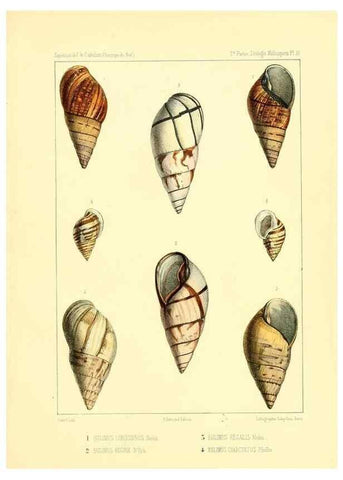 Reproducción/Reproduction 49814401331: Expédition dans les parties centrales de l'Amérique du Sud. Paris :Chez P. Bertrand,1850-1859.. 
