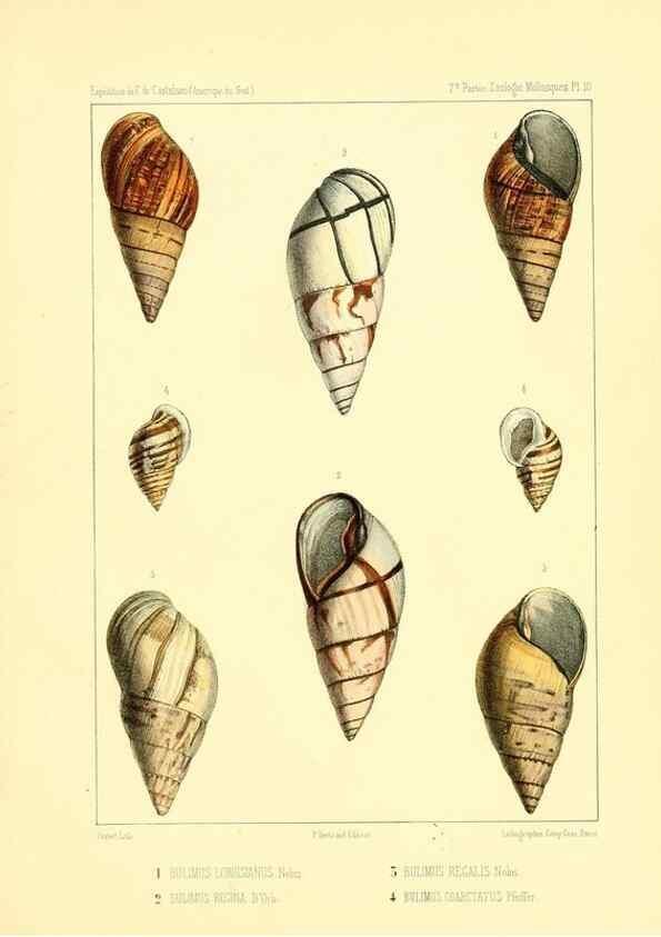 Reproducción/Reproduction 49814401331: Expédition dans les parties centrales de l'Amérique du Sud. Paris :Chez P. Bertrand,1850-1859.. 