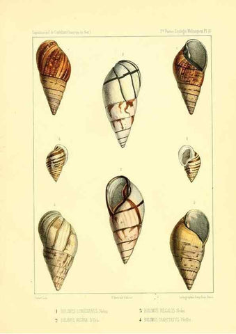 Reproducción/Reproduction 49814401331: Expédition dans les parties centrales de l'Amérique du Sud. Paris :Chez P. Bertrand,1850-1859.. 