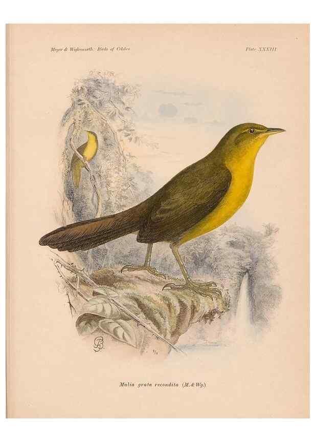 Reproducción/Reproduction 49815029867: The birds of Celebes and the neighbouring islands /. Berlin :R. Friedländer & Sohn,1898.. 