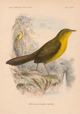Reproducción/Reproduction 49815029867: The birds of Celebes and the neighbouring islands /. Berlin :R. Friedländer & Sohn,1898.. 