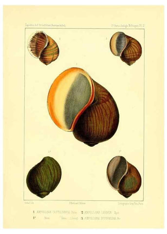 Reproducción/Reproduction 49813864393: Expédition dans les parties centrales de l'Amérique du Sud. Paris :Chez P. Bertrand,1850-1859.. 