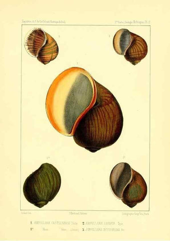Reproducción/Reproduction 49813864393: Expédition dans les parties centrales de l'Amérique du Sud. Paris :Chez P. Bertrand,1850-1859.. 