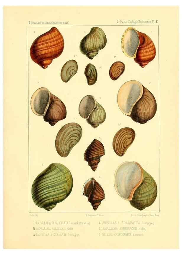Reproducción/Reproduction 49814402161: Expédition dans les parties centrales de l'Amérique du Sud. Paris :Chez P. Bertrand,1850-1859.. 