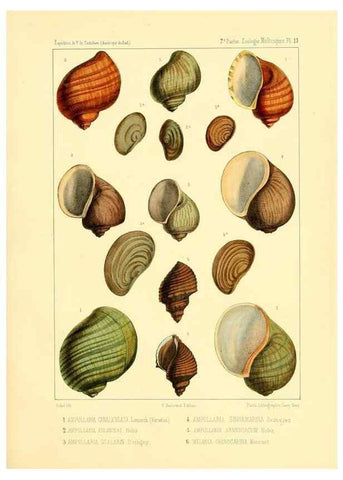 Reproducción/Reproduction 49814402161: Expédition dans les parties centrales de l'Amérique du Sud. Paris :Chez P. Bertrand,1850-1859.. 
