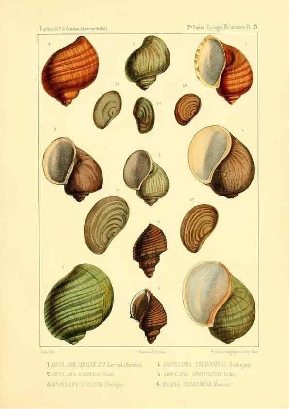 Reproducción/Reproduction 49814402161: Expédition dans les parties centrales de l'Amérique du Sud. Paris :Chez P. Bertrand,1850-1859.. 