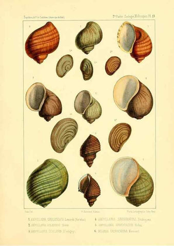 Reproducción/Reproduction 49814402161: Expédition dans les parties centrales de l'Amérique du Sud. Paris :Chez P. Bertrand,1850-1859.. 