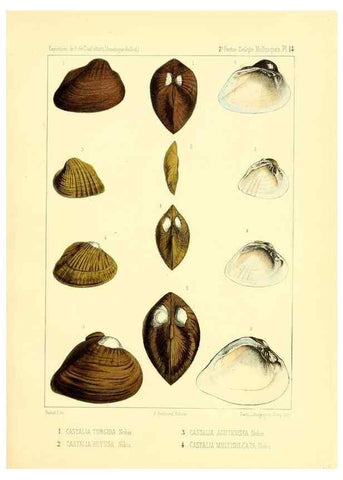 Reproducción/Reproduction 49813865138: Expédition dans les parties centrales de l'Amérique du Sud. Paris :Chez P. Bertrand,1850-1859.. 