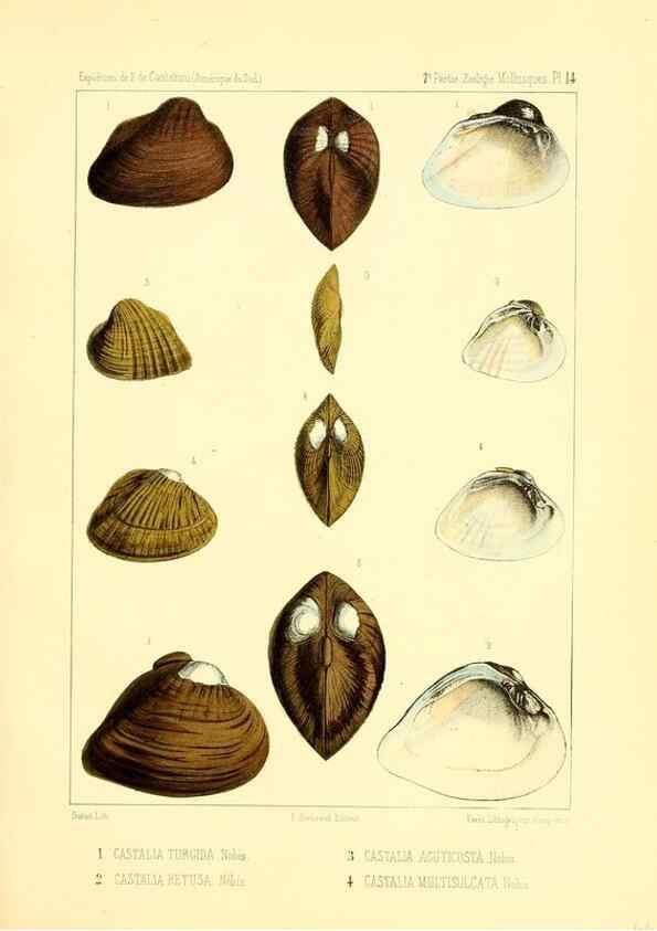 Reproducción/Reproduction 49813865138: Expédition dans les parties centrales de l'Amérique du Sud. Paris :Chez P. Bertrand,1850-1859.. 