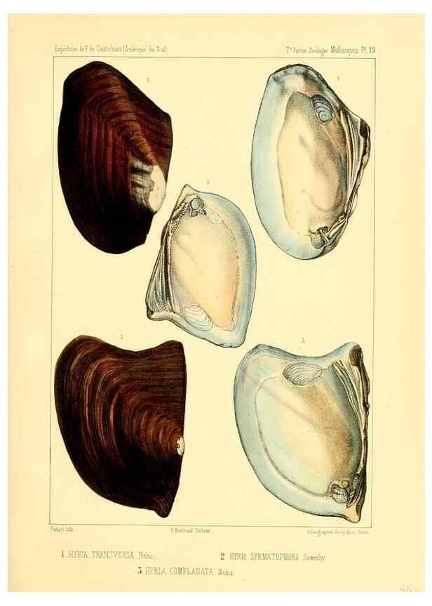 Reproducción/Reproduction 49814402576: Expédition dans les parties centrales de l'Amérique du Sud. Paris :Chez P. Bertrand,1850-1859.. 