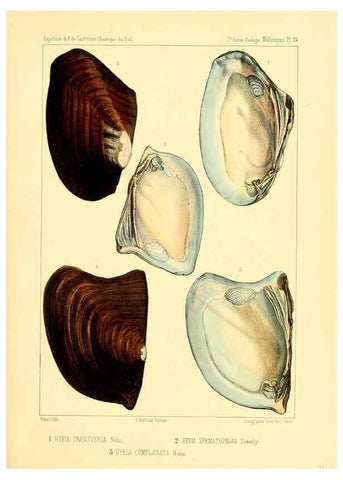 Reproducción/Reproduction 49814402576: Expédition dans les parties centrales de l'Amérique du Sud. Paris :Chez P. Bertrand,1850-1859.. 