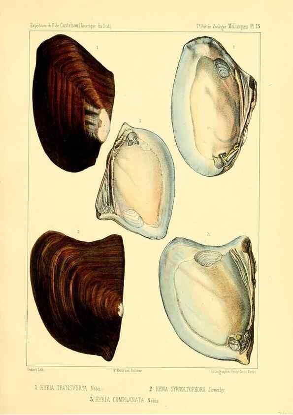 Reproducción/Reproduction 49814402576: Expédition dans les parties centrales de l'Amérique du Sud. Paris :Chez P. Bertrand,1850-1859.. 