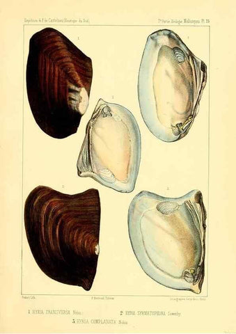 Reproducción/Reproduction 49814402576: Expédition dans les parties centrales de l'Amérique du Sud. Paris :Chez P. Bertrand,1850-1859.. 