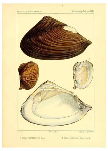 Reproducción/Reproduction 49813865638: Expédition dans les parties centrales de l'Amérique du Sud. Paris :Chez P. Bertrand,1850-1859.. 