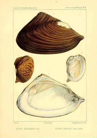 Reproducción/Reproduction 49813865638: Expédition dans les parties centrales de l'Amérique du Sud. Paris :Chez P. Bertrand,1850-1859.. 
