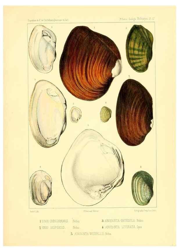 Reproducción/Reproduction 49813865878: Expédition dans les parties centrales de l'Amérique du Sud. Paris :Chez P. Bertrand,1850-1859.. 