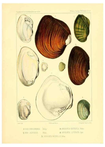 Reproducción/Reproduction 49813865878: Expédition dans les parties centrales de l'Amérique du Sud. Paris :Chez P. Bertrand,1850-1859.. 