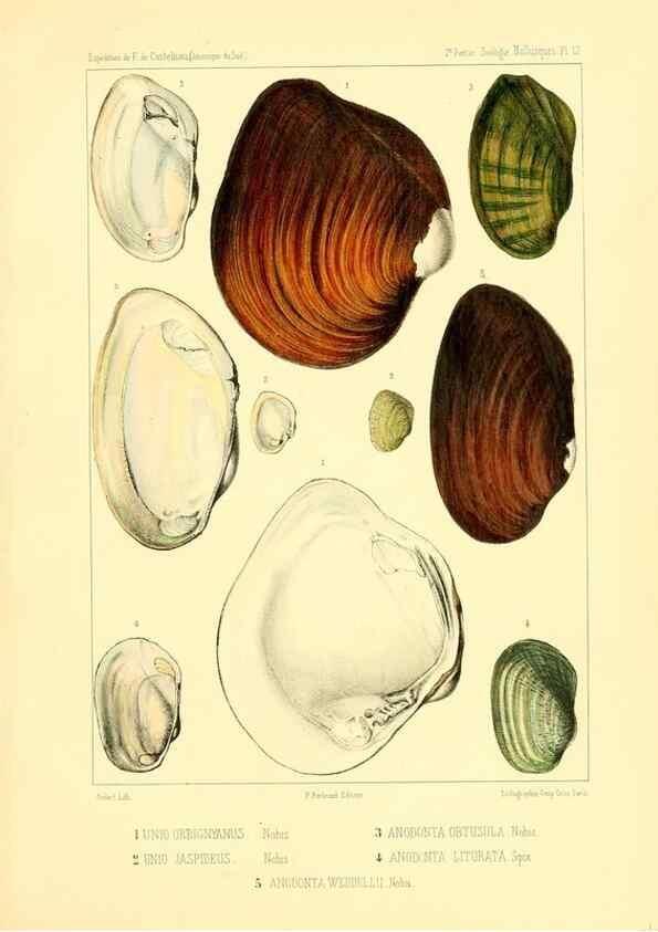 Reproducción/Reproduction 49813865878: Expédition dans les parties centrales de l'Amérique du Sud. Paris :Chez P. Bertrand,1850-1859.. 