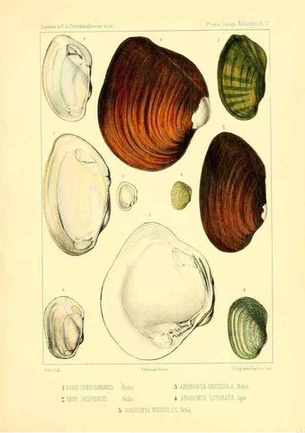 Reproducción/Reproduction 49813865878: Expédition dans les parties centrales de l'Amérique du Sud. Paris :Chez P. Bertrand,1850-1859.. 