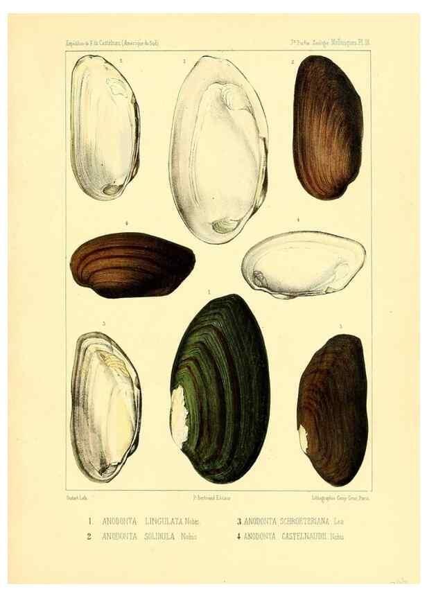 Reproducción/Reproduction 49813866198: Expédition dans les parties centrales de l'Amérique du Sud. Paris :Chez P. Bertrand,1850-1859.. 
