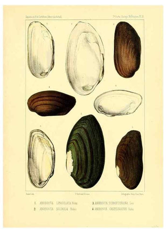 Reproducción/Reproduction 49813866198: Expédition dans les parties centrales de l'Amérique du Sud. Paris :Chez P. Bertrand,1850-1859.. 