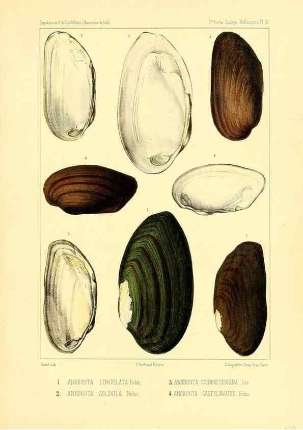 Reproducción/Reproduction 49813866198: Expédition dans les parties centrales de l'Amérique du Sud. Paris :Chez P. Bertrand,1850-1859.. 