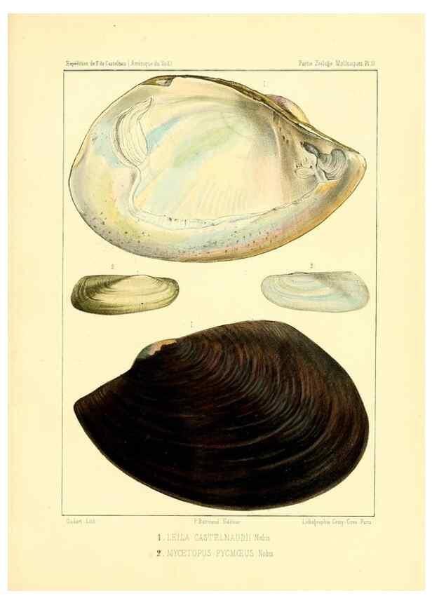 Reproducción/Reproduction 49813866393: Expédition dans les parties centrales de l'Amérique du Sud. Paris :Chez P. Bertrand,1850-1859.. 