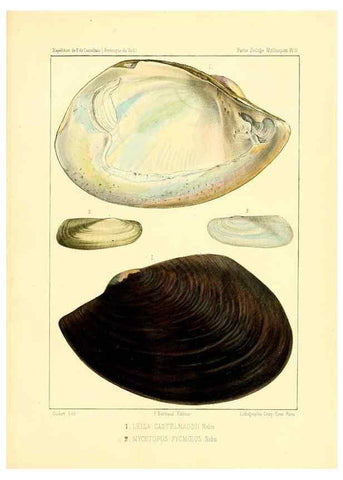 Reproducción/Reproduction 49813866393: Expédition dans les parties centrales de l'Amérique du Sud. Paris :Chez P. Bertrand,1850-1859.. 