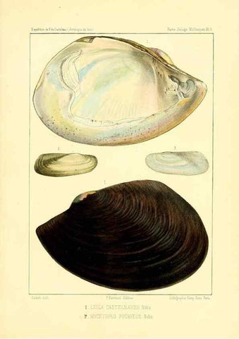 Reproducción/Reproduction 49813866393: Expédition dans les parties centrales de l'Amérique du Sud. Paris :Chez P. Bertrand,1850-1859.. 