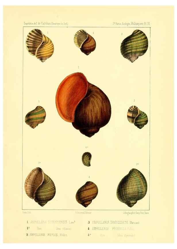 Reproducción/Reproduction 49814711162: Expédition dans les parties centrales de l'Amérique du Sud. Paris :Chez P. Bertrand,1850-1859.. 