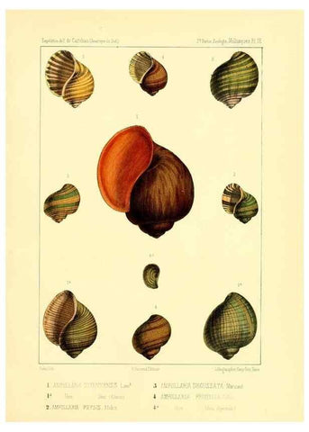 Reproducción/Reproduction 49814711162: Expédition dans les parties centrales de l'Amérique du Sud. Paris :Chez P. Bertrand,1850-1859.. 