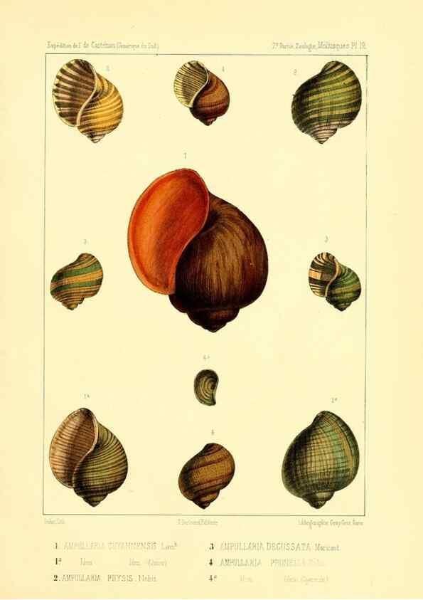 Reproducción/Reproduction 49814711162: Expédition dans les parties centrales de l'Amérique du Sud. Paris :Chez P. Bertrand,1850-1859.. 
