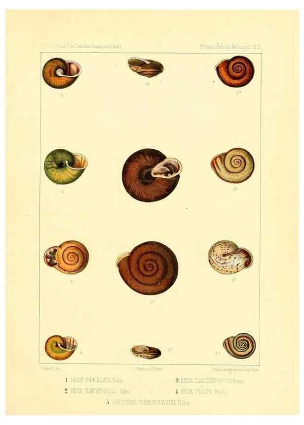 Reproducción/Reproduction 49814399376: Expédition dans les parties centrales de l'Amérique du Sud. Paris :Chez P. Bertrand,1850-1859.. 