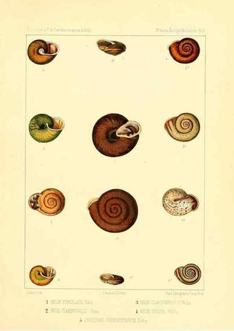 Reproducción/Reproduction 49814399376: Expédition dans les parties centrales de l'Amérique du Sud. Paris :Chez P. Bertrand,1850-1859.. 