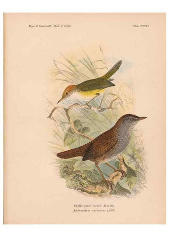 Reproducción/Reproduction 49814181423: The birds of Celebes and the neighbouring islands /. Berlin :R. Friedländer & Sohn,1898.. 