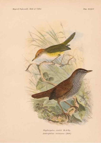 Reproducción/Reproduction 49814181423: The birds of Celebes and the neighbouring islands /. Berlin :R. Friedländer & Sohn,1898.. 