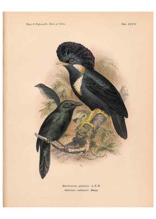 Reproducción/Reproduction 49815030407: The birds of Celebes and the neighbouring islands /. Berlin :R. Friedländer & Sohn,1898.. 