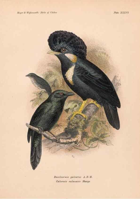 Reproducción/Reproduction 49815030407: The birds of Celebes and the neighbouring islands /. Berlin :R. Friedländer & Sohn,1898.. 