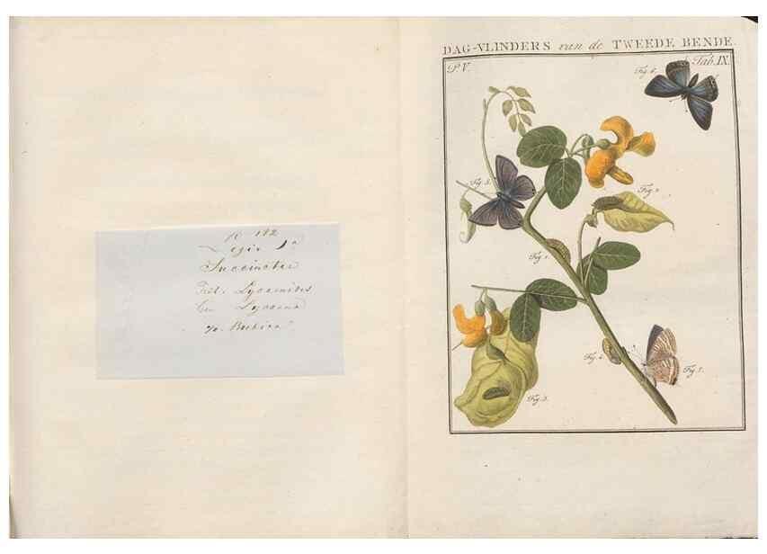 Reproducción/Reproduction 49817314012: Beschouwing der wonderen Gods, in de minstgeachte schepzelen :. Te Amsterdam :by J.C. Sepp,1762-1860.. 