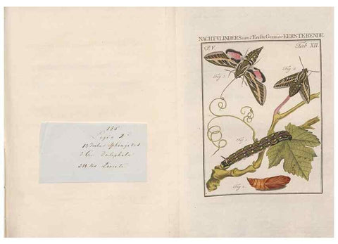 Reproducción/Reproduction 49817006631: Beschouwing der wonderen Gods, in de minstgeachte schepzelen :. Te Amsterdam :by J.C. Sepp,1762-1860.. 